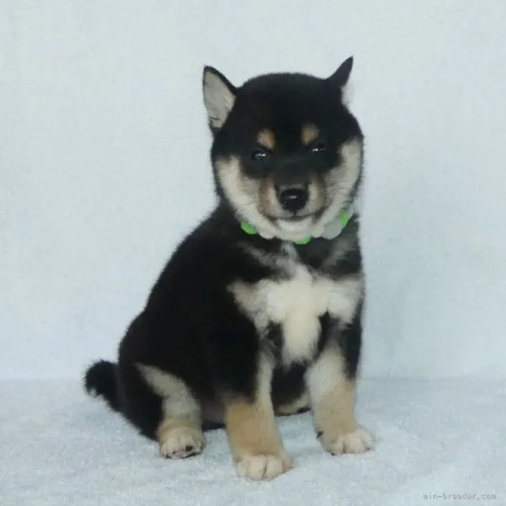 ID：2310-02818の子犬