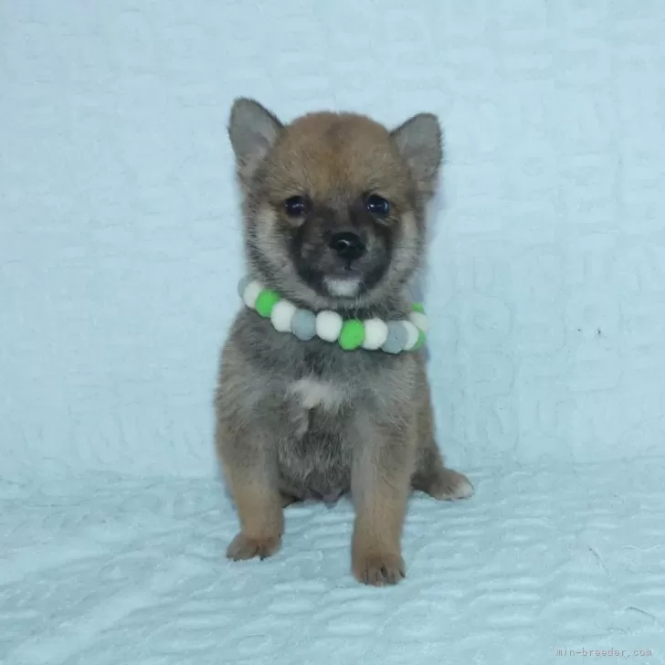 ID：2402-06122の子犬