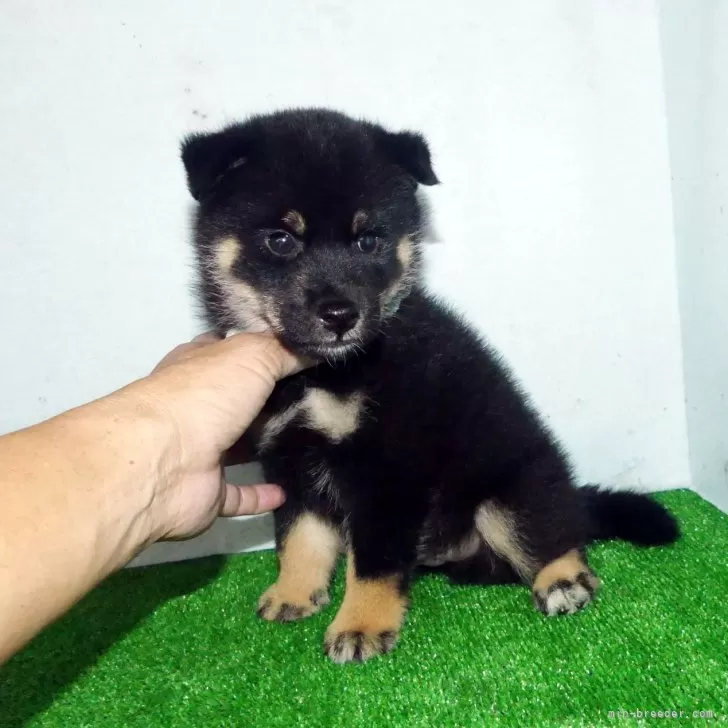 ID:2410-01794の子犬