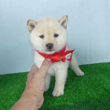 柴犬(豆柴)【静岡県・女の子・2024年6月2日・白】の写真「綺麗な顔立ちの白豆柴メスです。」