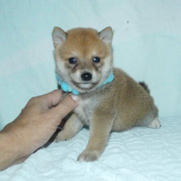 柴犬(豆柴)【静岡県・男の子・2023年8月1日・赤】の写真「綺麗な顔立ちの赤豆柴オスです。」