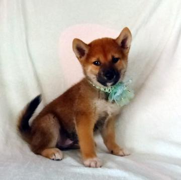 柴犬(標準サイズ)【静岡県・男の子・2022年8月14日・赤】の写真「綺麗な顔立ちの赤柴オスです。」
