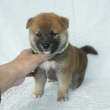 柴犬(標準サイズ)【静岡県・男の子・2023年11月10日・赤】の写真「綺麗な顔立ちの赤柴オス子犬です。」