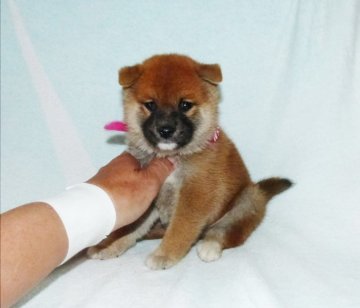 柴犬(標準サイズ)【静岡県・女の子・2022年3月28日・赤】の写真「綺麗な顔立ちの赤柴子犬です。」