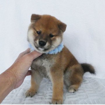 柴犬(標準サイズ)【静岡県・男の子・2024年3月3日・赤】の写真「綺麗な顔立ちの赤柴オス子犬です。」