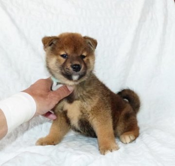 柴犬(標準サイズ)【静岡県・男の子・2022年1月23日・赤】の写真「綺麗な顔立ちの赤柴オス子犬です。」
