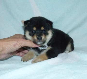 柴犬(豆柴)【静岡県・女の子・2021年11月29日・黒】の写真「綺麗な顔立ちの黒豆柴雌子犬です。」