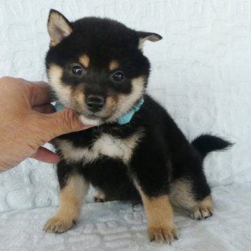 柴犬(豆柴)【静岡県・男の子・2023年9月10日・黒】の写真「綺麗な顔立ちの黒豆柴オスです。（特記事項あり）」