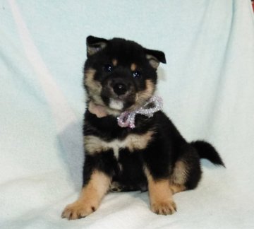 柴犬(豆柴)【静岡県・男の子・2022年1月16日・黒】の写真「綺麗な顔立ちの黒豆柴オス子犬です。」