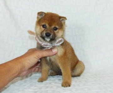 柴犬(豆柴)【静岡県・男の子・2021年9月26日・赤】の写真「綺麗な顔立ちの豆柴4代祖以上です。」