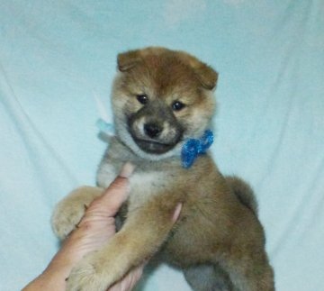 柴犬(豆柴)【静岡県・男の子・2021年11月25日・赤】の写真「綺麗な顔立ちの赤豆柴雄子犬です。（5代祖以上豆柴）」