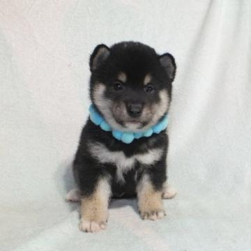 柴犬(豆柴)【静岡県・男の子・2022年10月19日・黒】の写真「綺麗な顔立ちの黒豆柴オス子犬です。」
