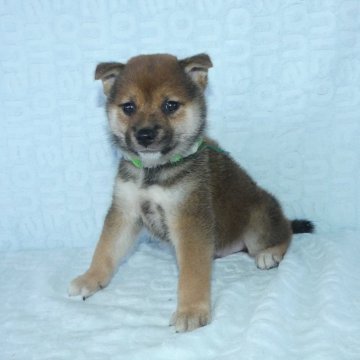 柴犬(標準サイズ)【静岡県・男の子・2023年6月20日・赤】の写真「綺麗な顔立ちの赤柴オス子犬です。」