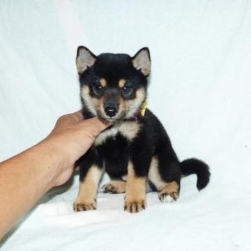 柴犬(豆柴)【静岡県・女の子・2022年8月6日・黒】の写真「綺麗な顔立ちの黒豆柴メス子犬です。」
