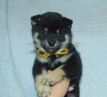 柴犬(豆柴)【静岡県・男の子・2021年10月23日・黒】の写真「綺麗な顔立ちの黒豆柴雄子犬です。」