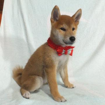 柴犬(豆柴)【静岡県・女の子・2022年7月25日・赤】の写真「綺麗な顔立ちの豆柴4代祖以上です。」