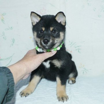 柴犬(豆柴)【静岡県・男の子・2023年11月24日・黒】の写真「綺麗な顔立ちの黒豆柴メスです。」
