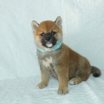 柴犬(標準サイズ)【静岡県・男の子・2023年9月13日・赤】の写真「綺麗な顔立ちの赤柴オス子犬です。」