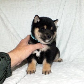 柴犬(豆柴)【静岡県・男の子・2022年12月4日・黒】の写真「綺麗な顔立ちの豆柴4代祖以上です。」