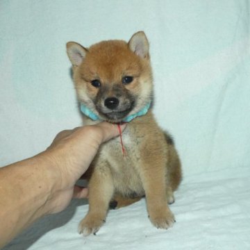 柴犬(豆柴)【静岡県・男の子・2023年8月12日・赤】の写真「綺麗な顔立ちの赤豆柴オスです。」