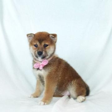 柴犬(標準サイズ)【静岡県・女の子・2022年5月19日・赤】の写真「綺麗な顔立ちの赤柴メス子犬です。」