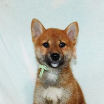 柴犬(標準サイズ)【静岡県・男の子・2022年5月19日・赤】の写真「綺麗な顔立ちの赤柴オス子犬です。」