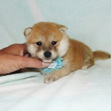 柴犬(標準サイズ)【静岡県・男の子・2022年5月7日・赤】の写真「綺麗な顔立ちの赤柴オス子犬です。」