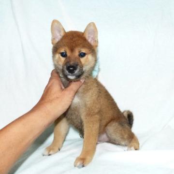 柴犬(豆柴)【静岡県・男の子・2022年6月13日・赤】の写真「綺麗な顔立ちの豆柴4代祖以上です。」