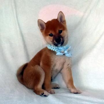 柴犬(標準サイズ)【静岡県・男の子・2022年8月14日・赤】の写真「綺麗な顔立ちの赤柴オスです。」