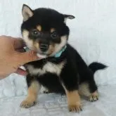 豆柴【静岡県・男の子・2023年9月10日・黒】の写真1「写真は全て2023/10/26撮影です。」