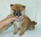 柴犬(標準サイズ)【静岡県・男の子・2021年11月22日・赤】の写真1「1/1撮影」