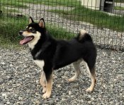 柴犬(標準サイズ)【・男の子・2021年9月19日・黒】