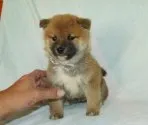 柴犬(標準サイズ)【静岡県・男の子・2021年11月22日・赤】の写真2