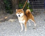 柴犬(標準サイズ)【・男の子・2019年9月18日・赤】