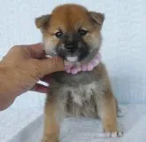 柴犬(標準サイズ)【静岡県・女の子・2023年6月21日・赤】の写真2