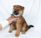 柴犬(標準サイズ)【静岡県・男の子・2022年1月23日・赤】の写真3