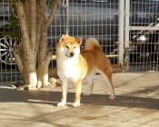 柴犬(標準サイズ)【・男の子・2023年7月10日・赤】