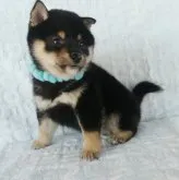 豆柴【静岡県・男の子・2023年9月10日・黒】の写真5