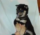 柴犬(標準サイズ)【静岡県・男の子・2021年12月3日・黒】の写真5