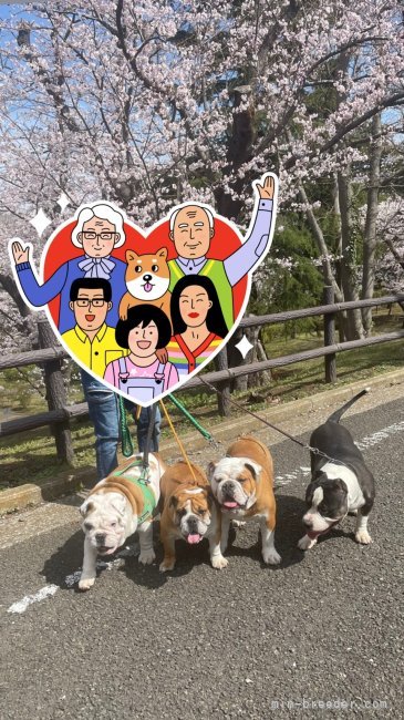 毎日の散歩を楽しみに待ってます。｜福元　敏昭(ふくもと　としあき)ブリーダー(茨城県・ブルドッグなど・JKC/ＪＫＣ茨城ブルドッググラブ登録)の紹介写真1