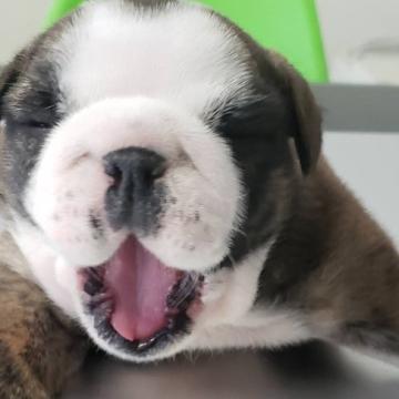 ブルドッグ【茨城県・女の子・2022年6月14日・ブリンドル&ホワイ】の写真「骨格のいい元気な仔犬です父親ＪＫＣチャンピオン」