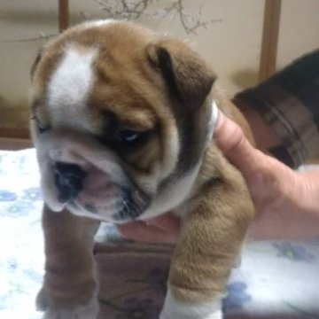 ブルドッグ【茨城県・男の子・2023年2月17日・レッド&ホワイト】の写真「お顔立ちのいい骨格の素晴らしい優良な仔犬です」