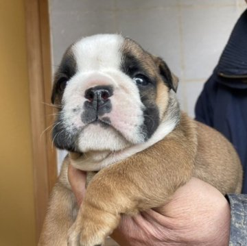 ブルドッグ【茨城県・男の子・2023年2月17日・レッド&ホワイト】の写真「骨格のいい素晴らしい優良なかわい仔犬です」