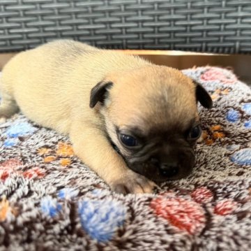 【茨城県・男の子・2025年1月4日・フォーン】の写真「11頭姉弟の子。とても可愛いです。」