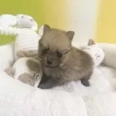 ポメラニアン