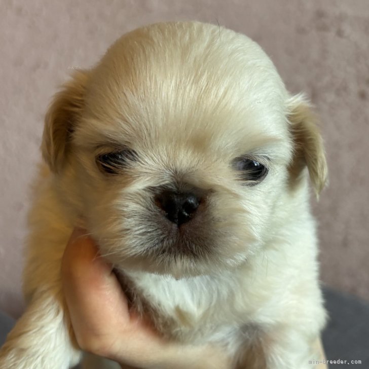 ブリーダー画像