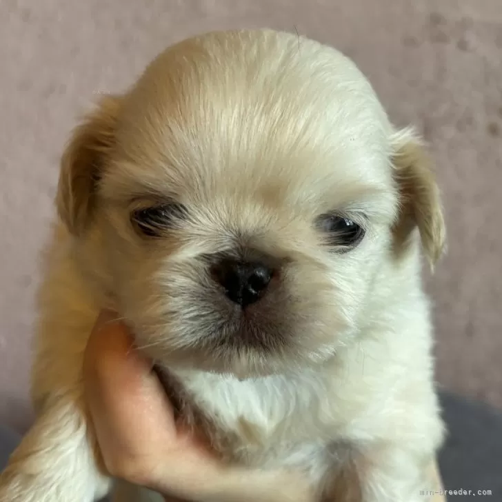 ペキニーズ【栃木県・男の子・2025年9月26日・ホワイト】の写真1