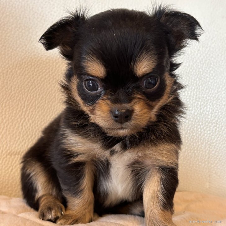 ブリーダー画像