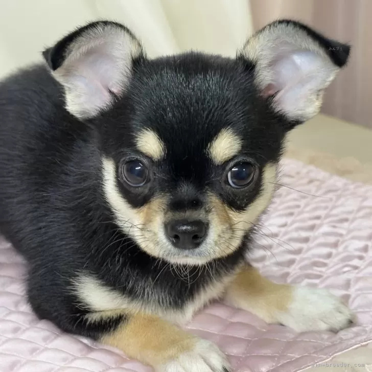 ID：2412-06271の子犬