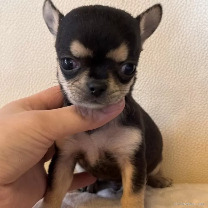 チワワ(スムース)【栃木県・男の子・2025年10月10日・ブラックタン&amp;ホワイト】の写真1